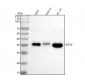 Anti-SOX2 Rabbit Monoclonal Antibody